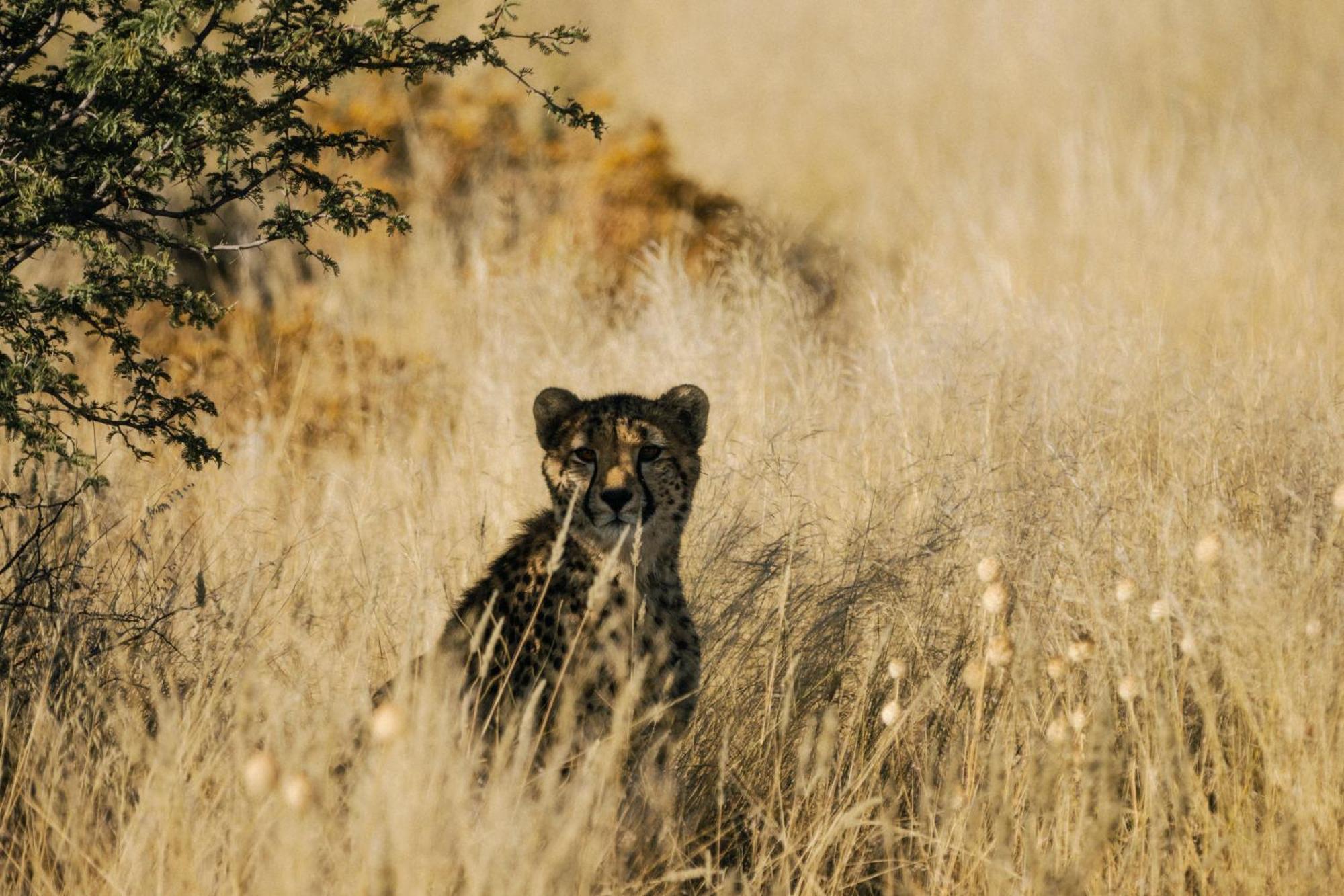 ホテル Our Habitas Namibia ウィントフーク エクステリア 写真